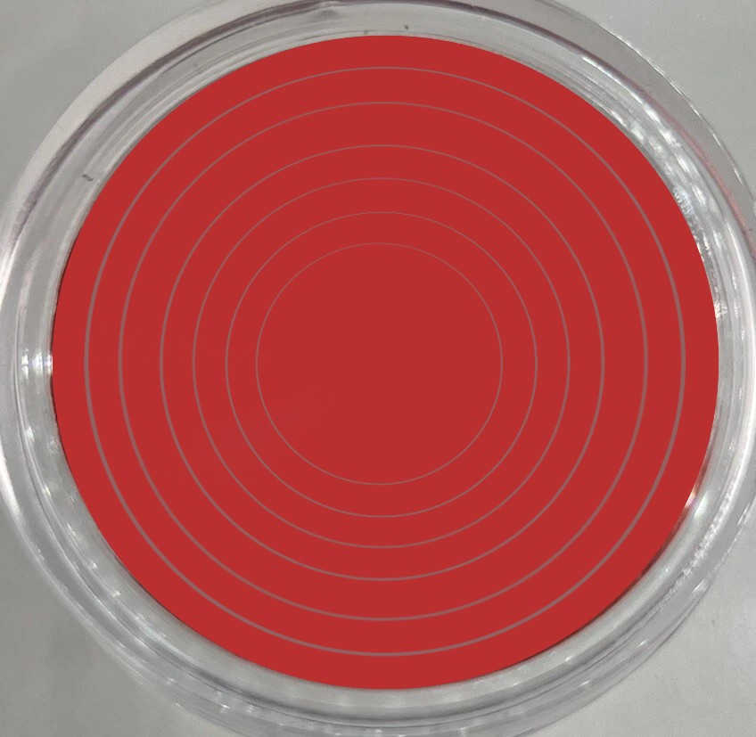 10 x 40mm Coin Storage Protective Clear Capsule + Red Adjustable Foam Insert