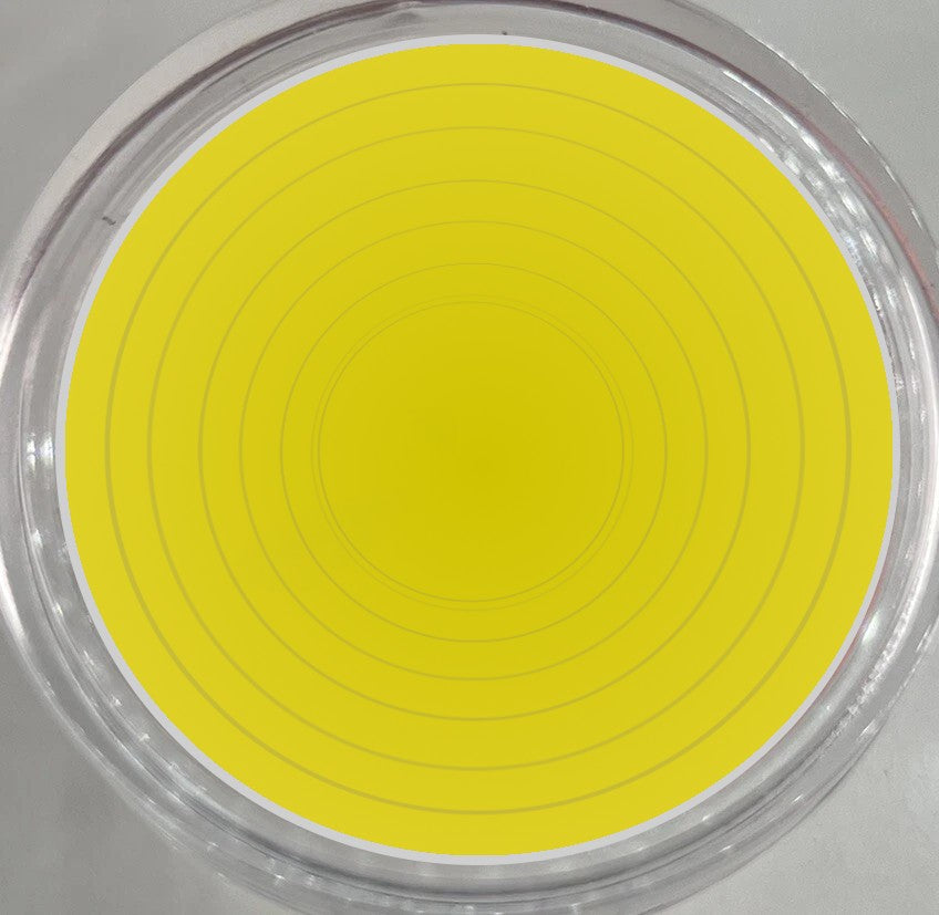 20 x 40mm Coin Storage Protective Clear Capsule + Yellow Adjustable Foam Insert