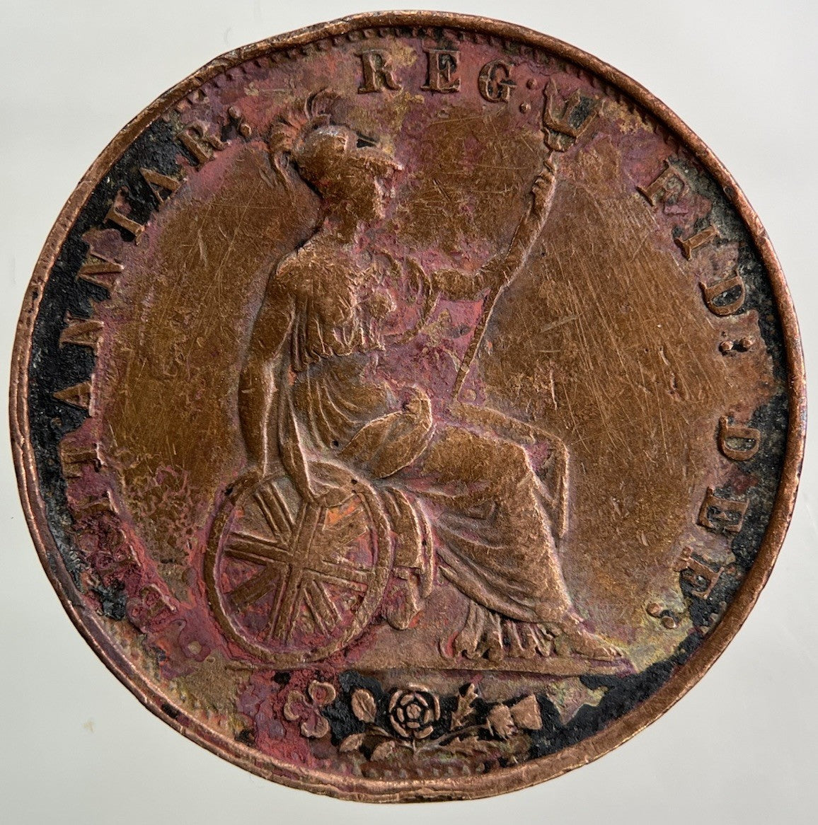 1853 Victoria Half - Penny Coin | Fine Collectable Grade