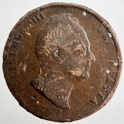1831 William IV Half-Penny Coin | Collectable Grade | a2516