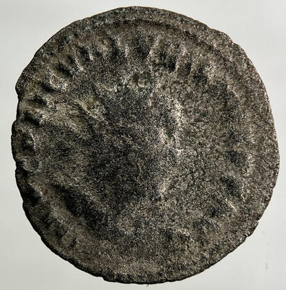 Ancient Roman Denarius Silver Coin | Collectable Grade