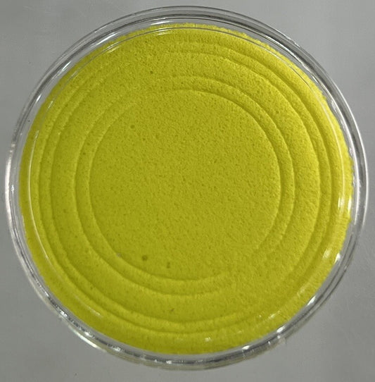 10 x Coin Storage Protective Clear 30mm Capsule Yellow Adjustable Foam Insert