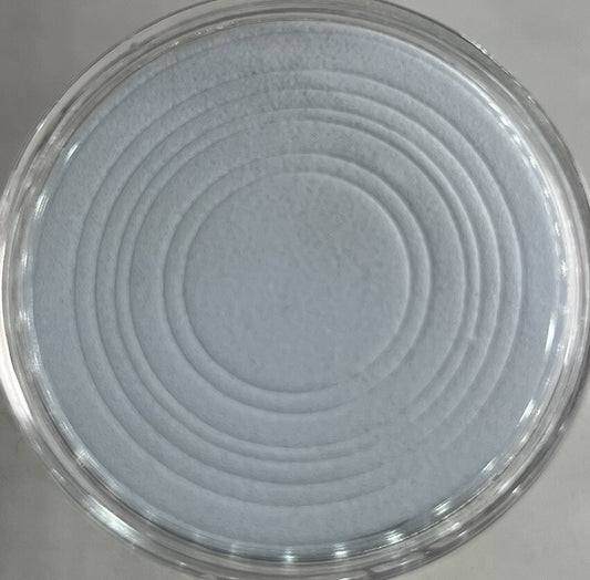 10 x Coin Storage Protective Clear 40mm Capsule + White Adjustable Foam Insert